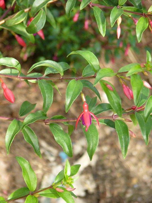 Fuchsia x 'Bernisser Hardy' fleur